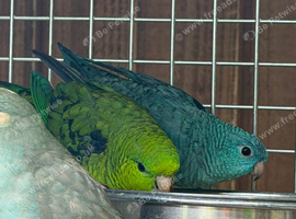 Lineolated Parakeets