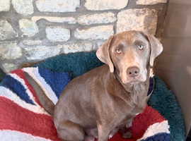 Beautifully coloured KC Registered Labrador Puppies for sale