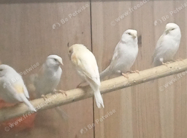 Mosaic canaries