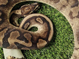 Adult Royal (Ball) Python