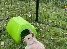 Male rabbits ( Not neutered)
