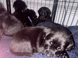 KC Labrador pups