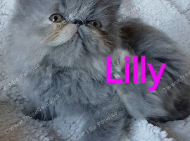 STUNNING PEDIGREE PERSIAN EXOTICS