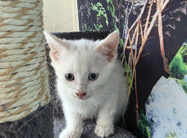 Cute kittens
