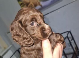 Kc chocolate cocker spaniel puppies