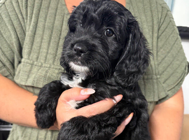 Cockapoo x Shih-Poo puppies
