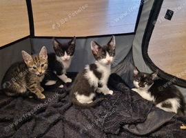 Kittens ready for new homes