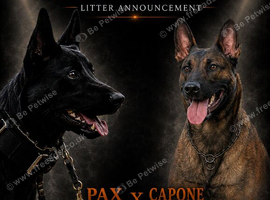 Workingline belgian shepherd puppies