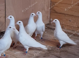 Pure white Ludo Classen racing pigeons for sale