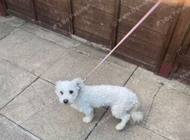 Poochon girl