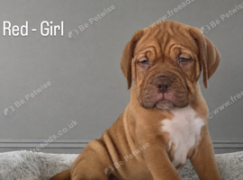 Beautiful Dogue de Bordeaux Puppies