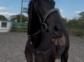 A striking mare with plenty to offer, ready to give someone lots of fun and enjoyment.&rdquo;