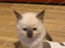 Pedigree ragdoll