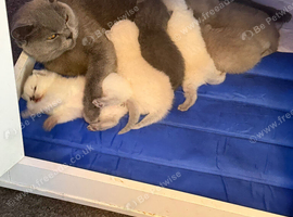 Last 2 British short hair kittens ready now