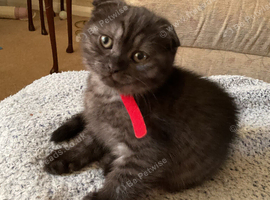 Reduces in price Scottish fold kittens