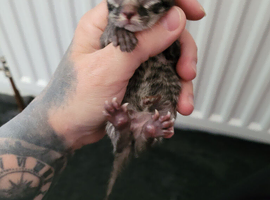 6 half Persian/angora kittens