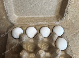 5 northern bobwhite hatching eggs