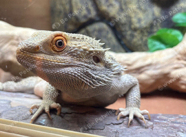 bearded dragon male 3yr old