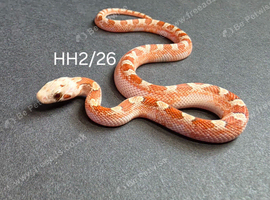High pied hypo bloodred corn snake