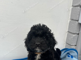 Cockapoo puppies ready now!'