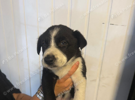 Collie pups 2 girls 1 boy