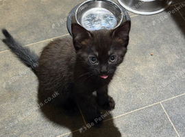 Kittens for sale