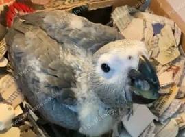 African grey hand reared