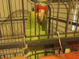 Red Lored Amazonian