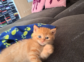 The most prettiest little ginger girl for sale