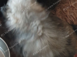 Pomeranian puppies ready end of Aug taking deposits now