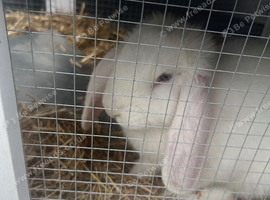 Beautiful white lop - stunning blue eyes