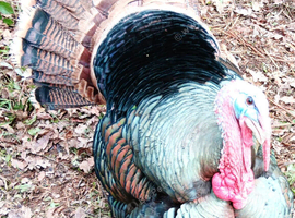 Turkey Poults for Sale - different ages