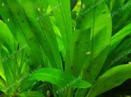Aquarium Plants