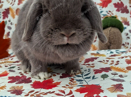 Lilac VM Doe 16months old
