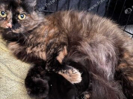 Persian doll face x maincoon kitten