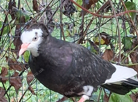 American print pigeons