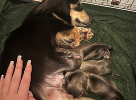 Kc cream miniature dachshund