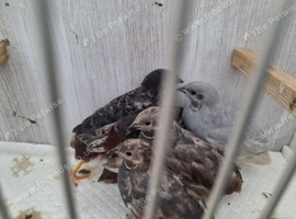 Chinese Quail (Button Quail)