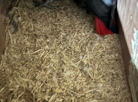 Breeding pair African greys with 2 chicks