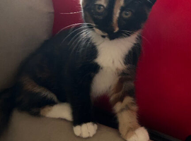 My tabby girl has had 3 kittens , white with blue eyes stunning with a beautiful nature