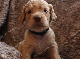 Cocker spaniel puppies