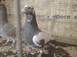 Racing pigeon for sale