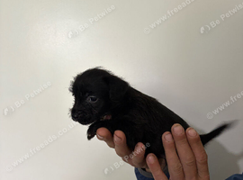 Patterdale terrier pups ready for new homes