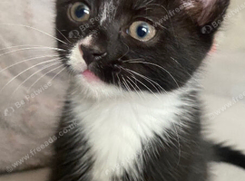 Kittens forsale