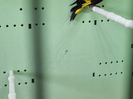 Black siskins