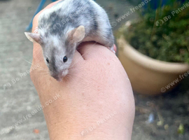 Beautiful 10week old male mouse