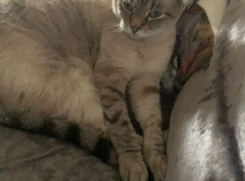 having to find my cat a loving home