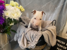 STUNNING ENGLISH BULL TERRIER PUPPIES &ndash; READY FOR LOVING HOMES