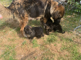 Caucasian Shepherd x German Shepard puppies