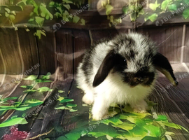 Mini lops for sale